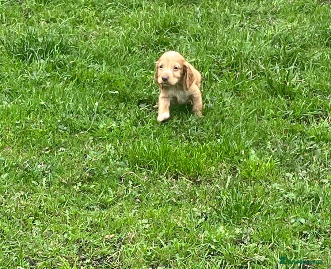 Cocker Spaniel dogs for sale: 7 gorgeous cocker spaniel puppies - Image 20