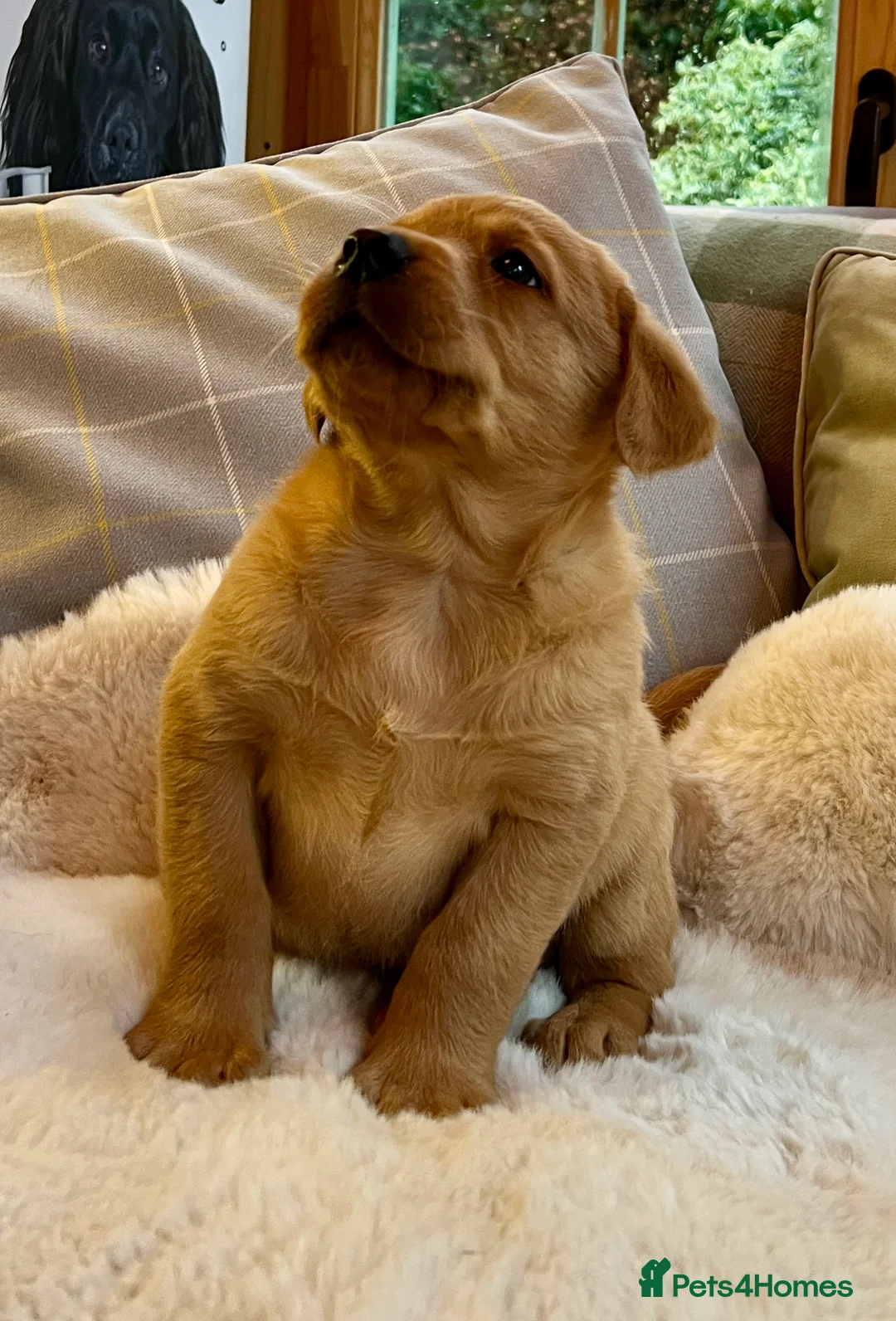 Labrador Retriever dogs for sale: KC reg fox red Labradors  - Advert 18