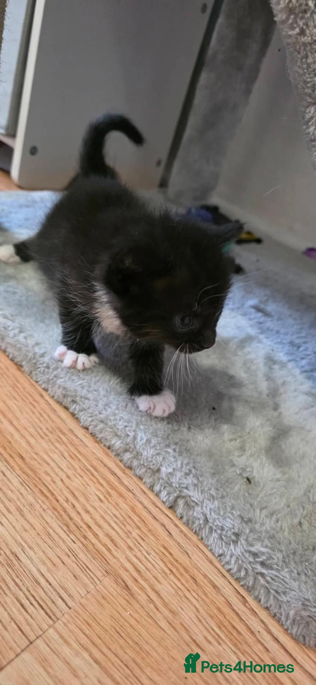 Turkish Angora cats for sale: Cat for sale  - Advert 5