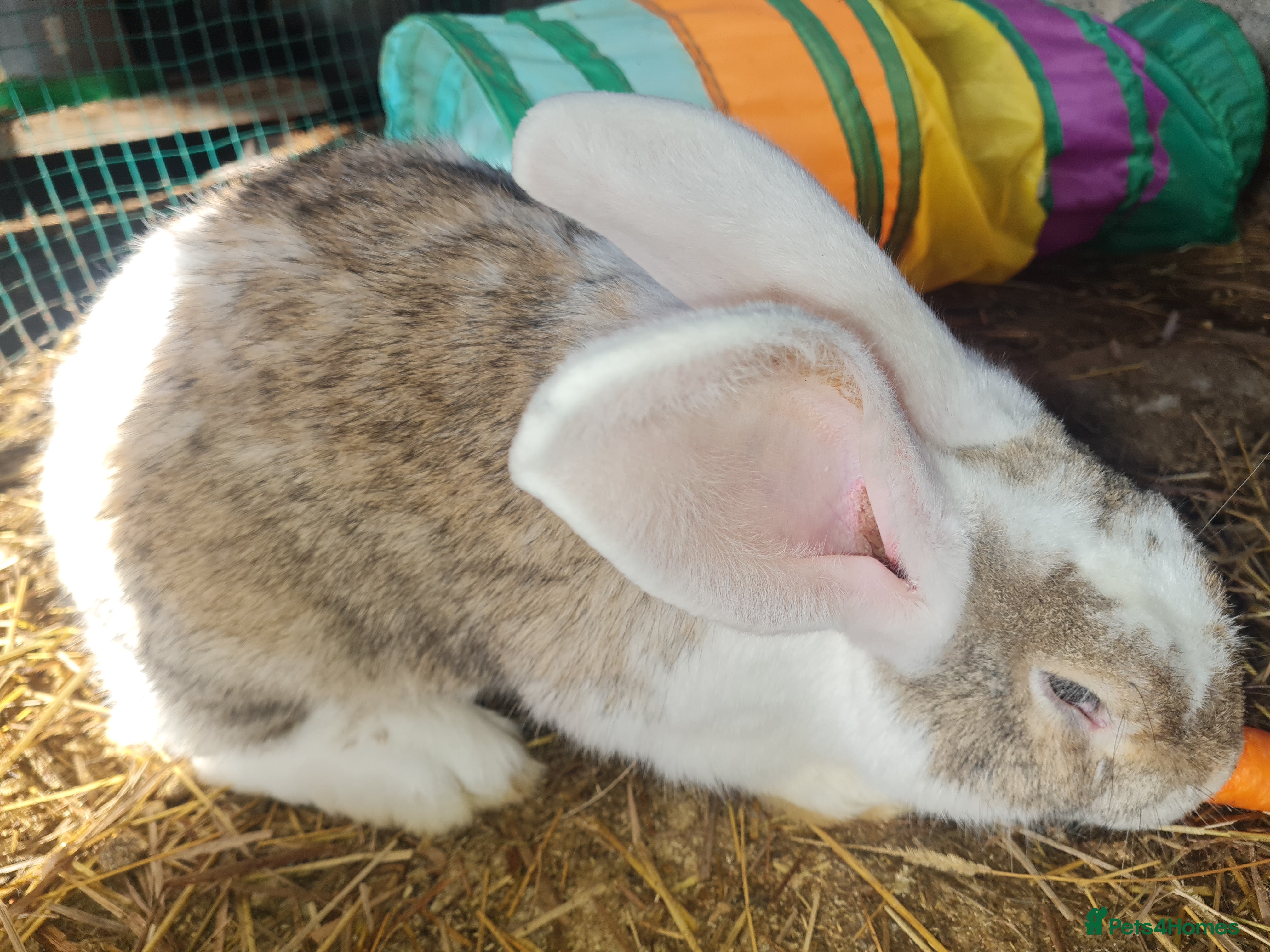Lionhead rabbits Pair of adult boys - Advert 12