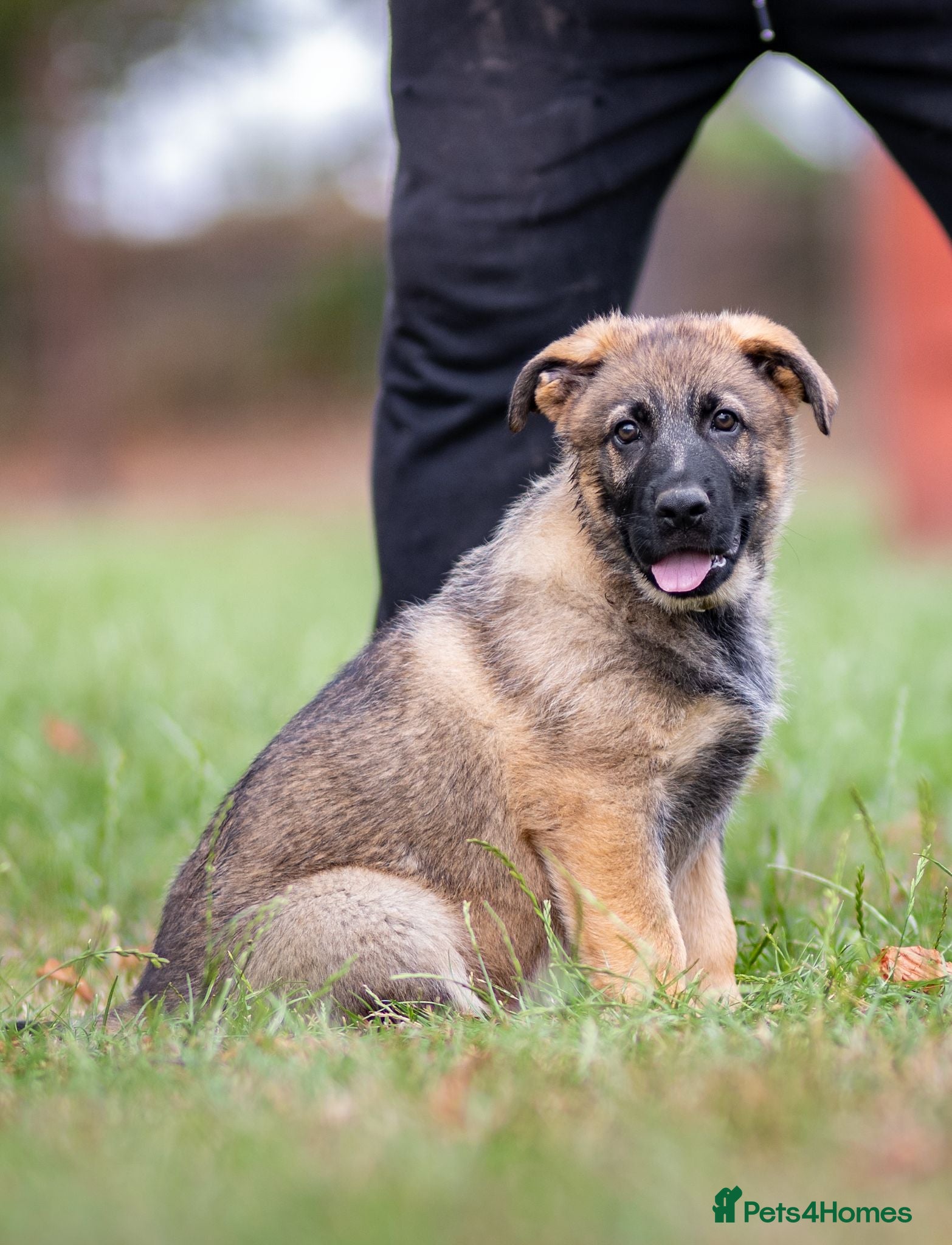 German Shepherd dogs Top Working Line KC GSD  - Advert 2