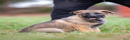 German Shepherd dogs for sale: Top Working Line KC GSD  - Advert 2