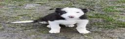 Border Collie dogs for sale: Border Collie Pups in Machynlleth - Advert 4