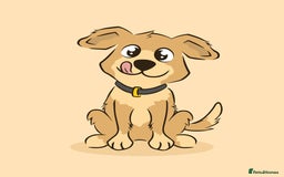 Mixed Breed dogs for sale: WANTED good behaved dog  - Image 1