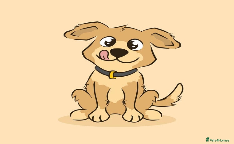 Mixed Breed dogs - Advert 2