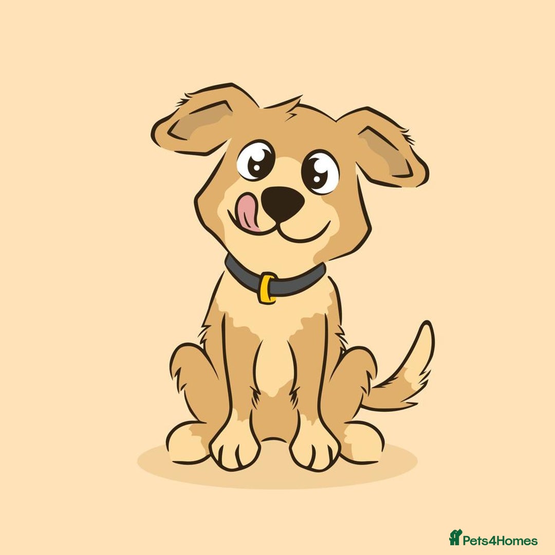 Mixed Breed dogs for sale: WANTED good behaved dog  - Image 1
