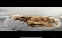 Cavapoochon dogs for sale: Stunning litter of Cavapoochons Ready Thursday  - Image 12