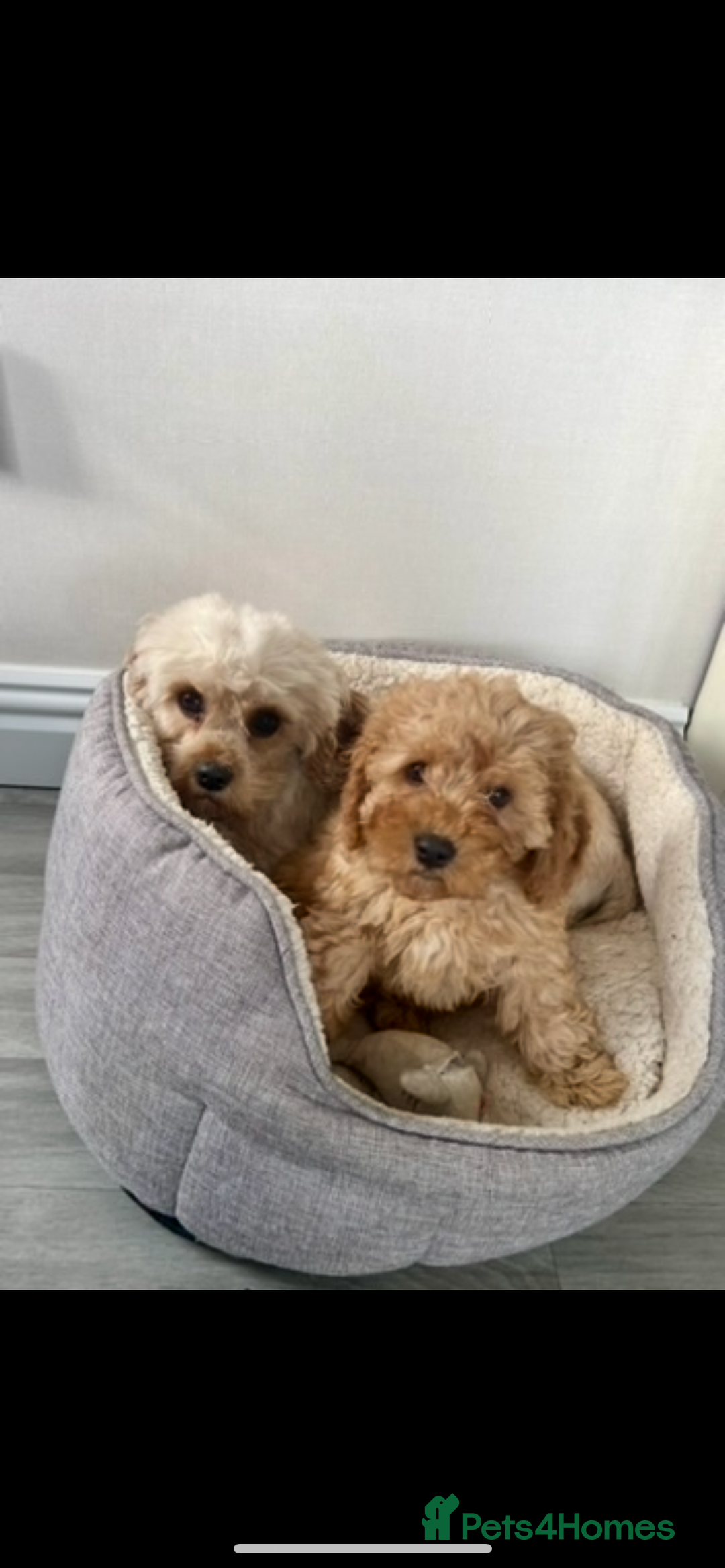 Cavapoochon dogs for sale: Stunning litter of Cavapoochons Ready Thursday  - Image 12