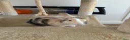 Mixed Breed rabbits for sale: Beautiful Spot mix Bunny in Gosport - Advert 4