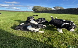 Border Collie dogs for sale: Superb litter of purebred Border Collie puppies  - Image 6
