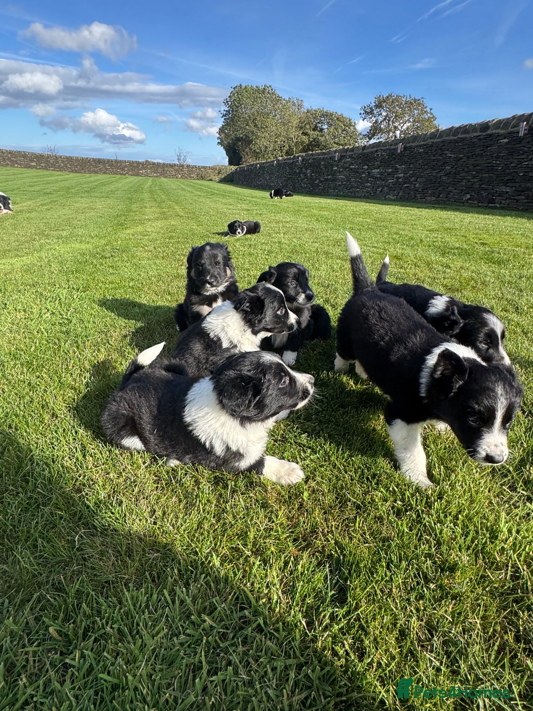 Border Collie dogs for sale: Superb litter of purebred Border Collie puppies  - Image 6