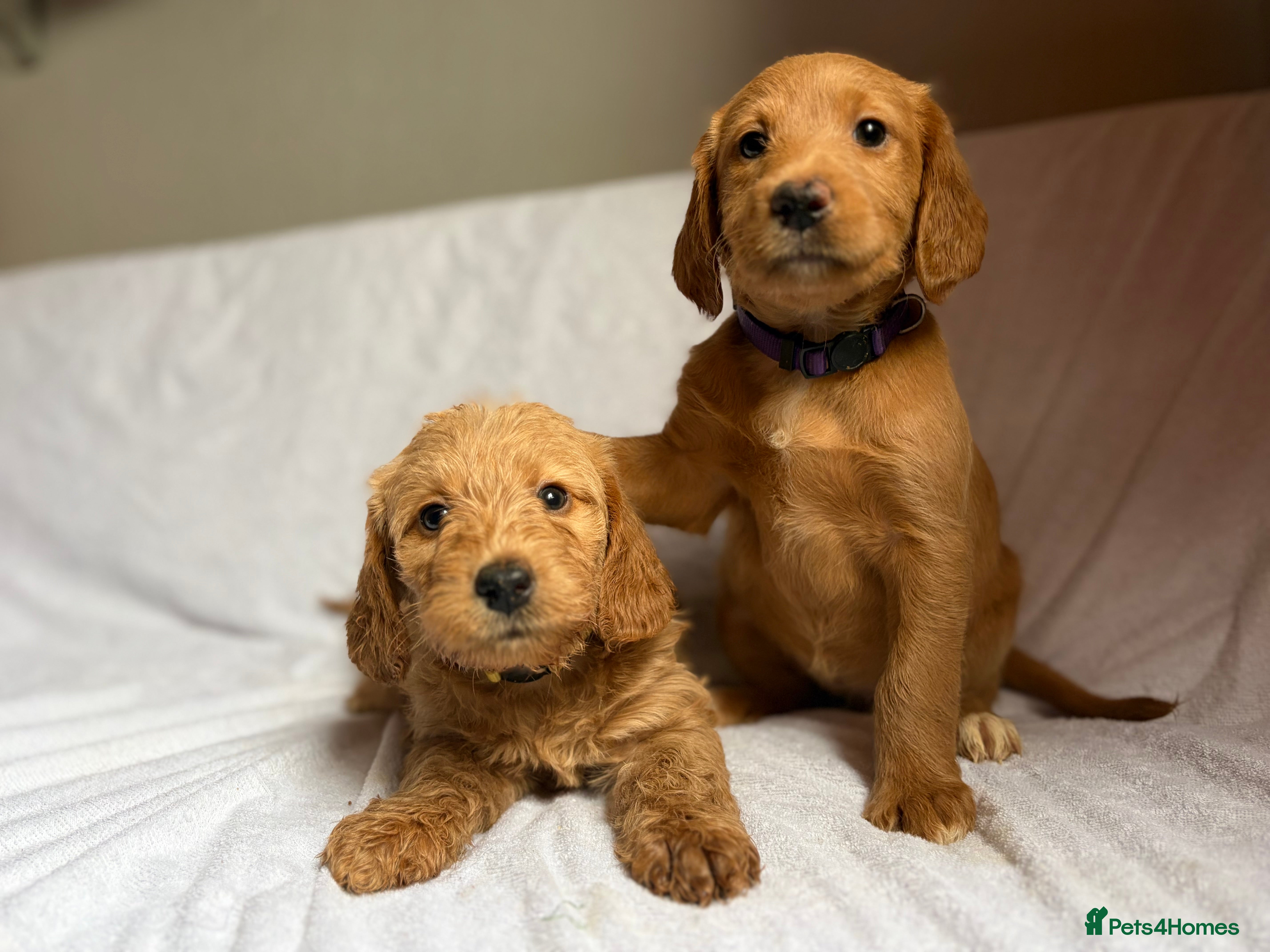 Labradoodle dogs Fox Red F1 Miniature Labradoodles  - Advert 4