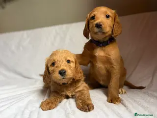 Labradoodle dogs Fox Red F1 Miniature Labradoodles - Advert 4