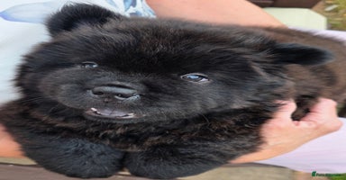 Chow Chow dogs - Advert 15