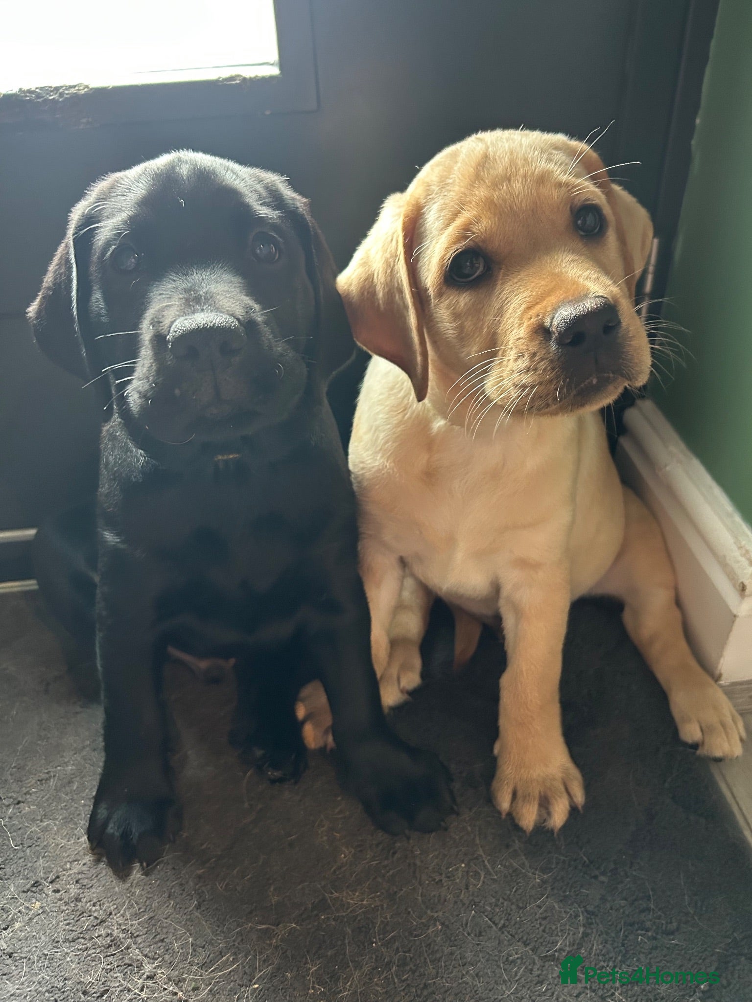Labrador Retriever dogs Last 2 Stunning Lab Puppies ready to leave now! - Advert 4