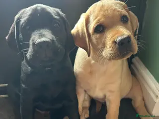 Labrador Retriever dogs Last 2 Stunning Lab Puppies ready to leave now! - Advert 4
