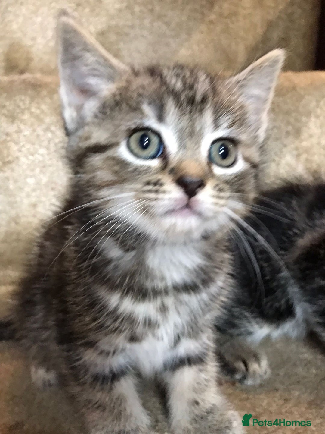 Ragdoll cats for sale:  ragdoll x Selkirk rex kittens  - Image 1