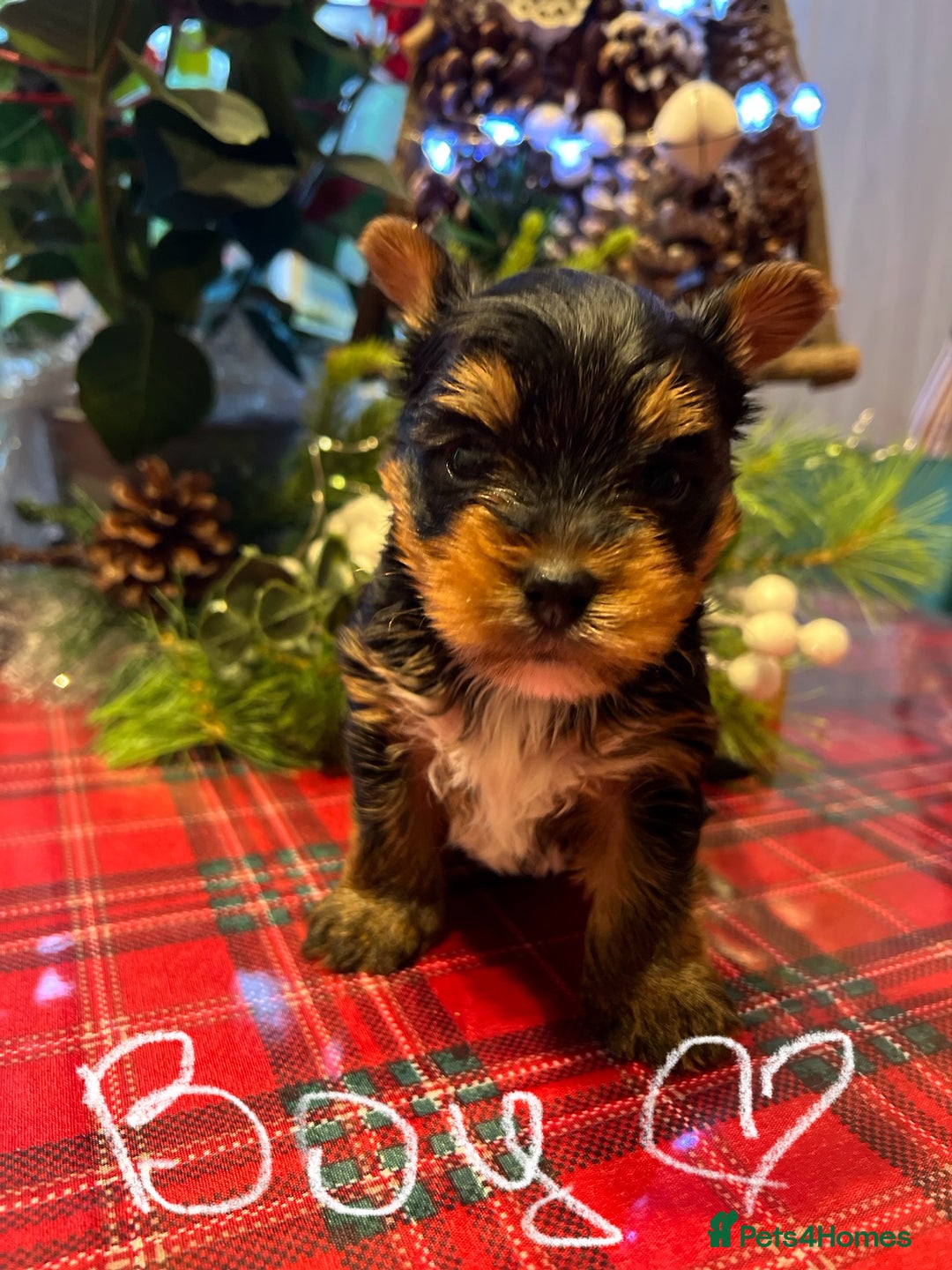Yorkshire Terrier dogs for sale: Little pedigree yorkie pups - Advert 6