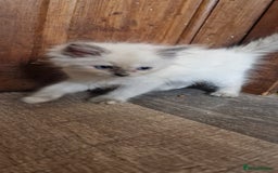 Ragdoll cats for sale: Ragdolls ready now - Image 7