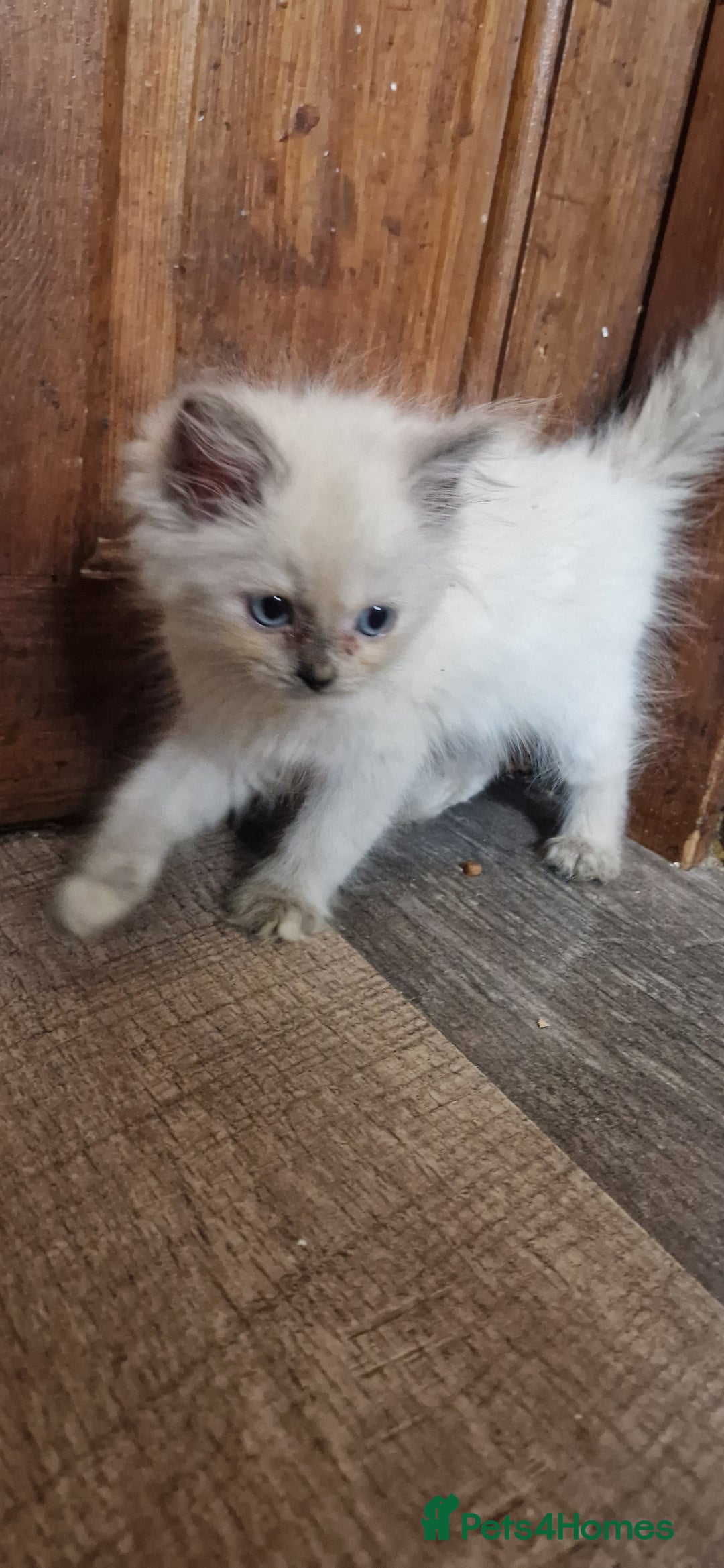Ragdoll cats for sale: Ragdolls ready now - Image 7