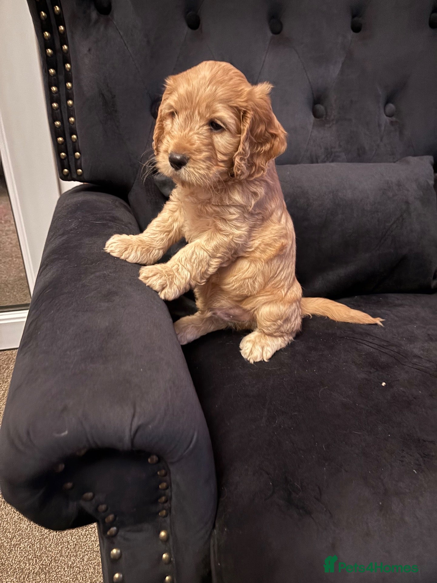 Cockapoo dogs ⭐ F1b cockapoo puppies - Advert 2