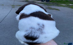 English Springer Spaniel dogs for sale: Last 2!! KC Reg Springer Spaniel Puppies - Image 7
