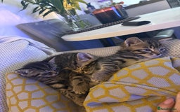 Mixed Breed cats for sale: Kittens looking for forever home  - Image 11