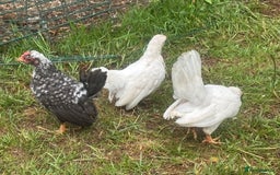 Chickens poultry for sale: Serama cockerel  in Teddington - Image 8