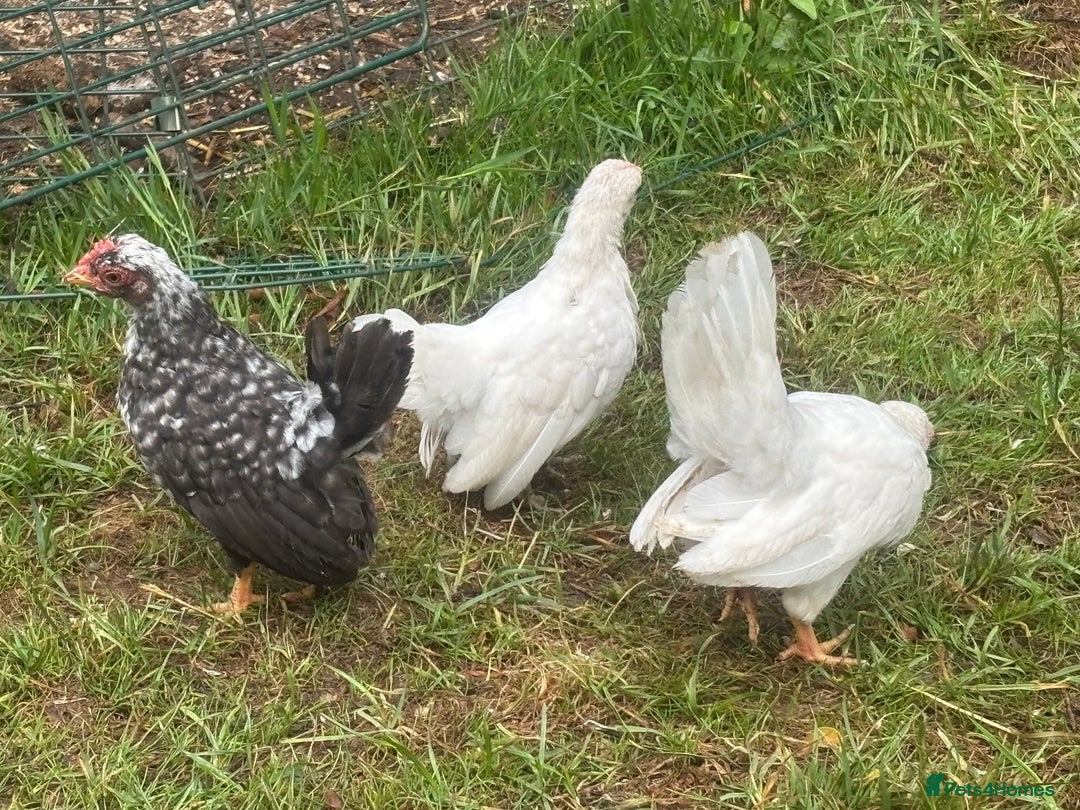 Chickens poultry for sale: Serama cockerel  in Teddington - Image 8