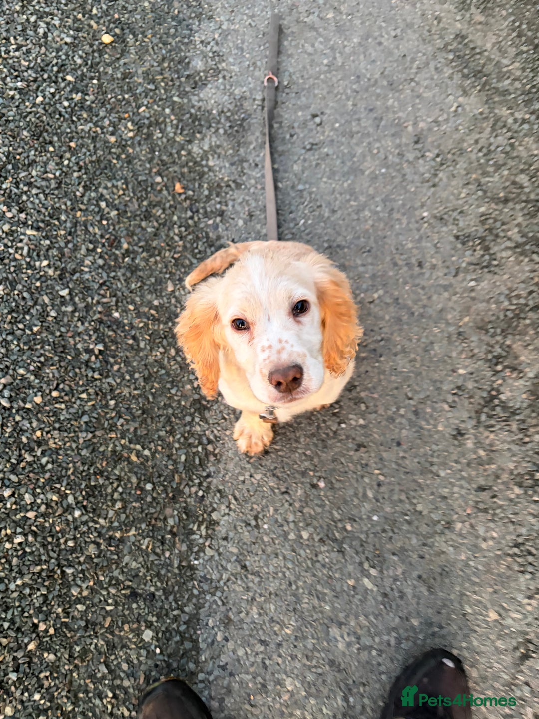 Cocker Spaniel dogs for sale: 4 month old Cocker spaniel  - Advert 4