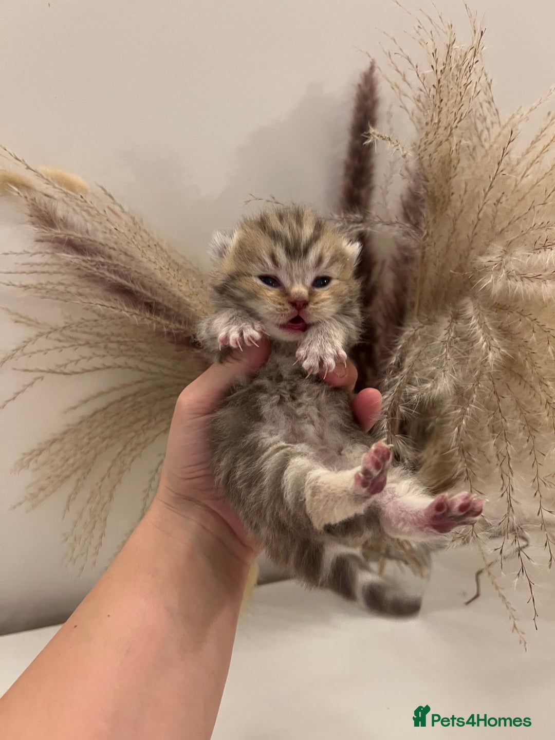 British Shorthair cats for sale:  Beautiful British Shorthair Kittens Available 🐾 - Advert 8