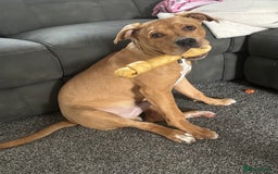 Mixed Breed dogs for sale: 6month old staffy - Advert 5