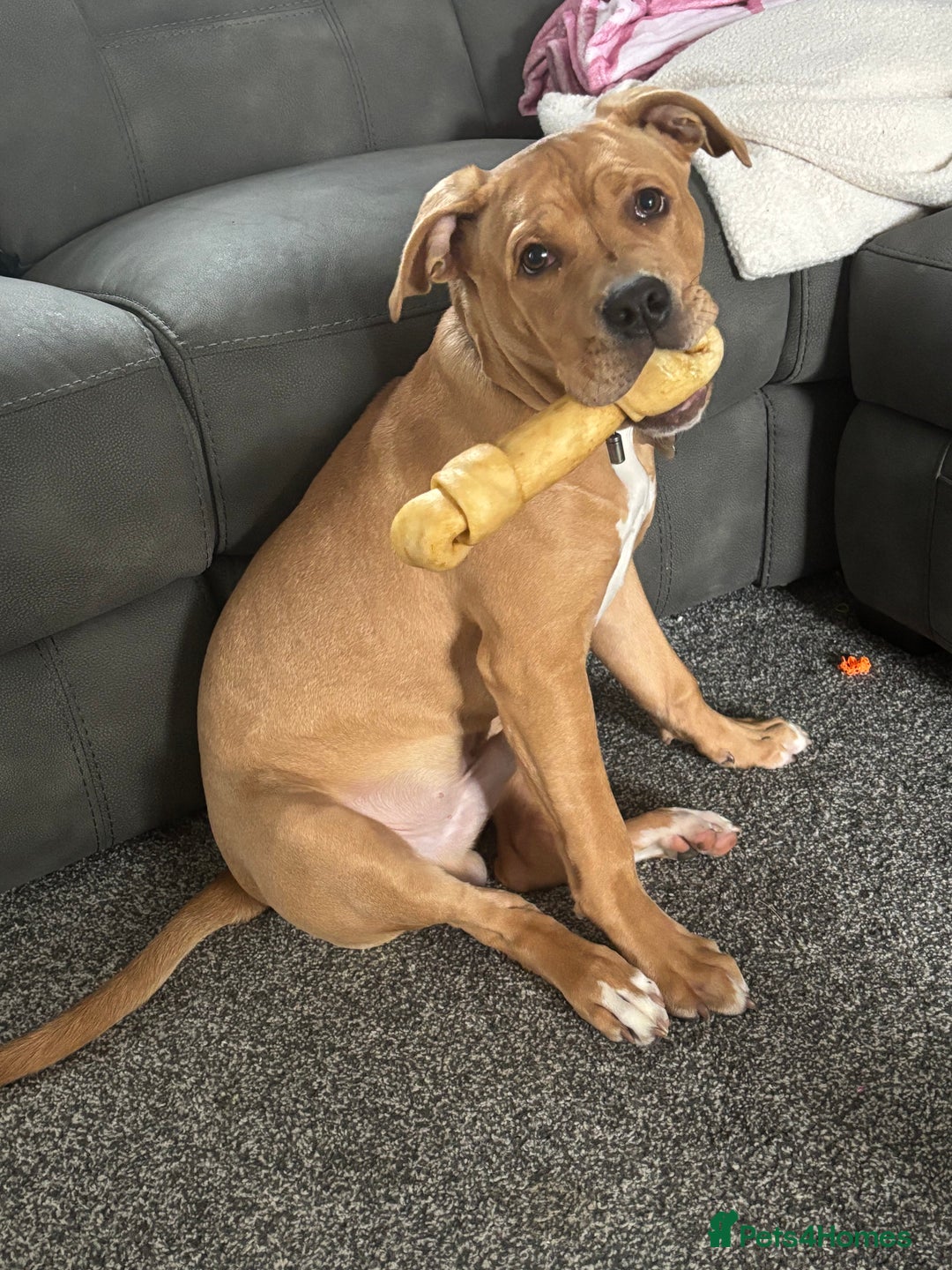 Mixed Breed dogs for sale: 6month old staffy - Advert 5
