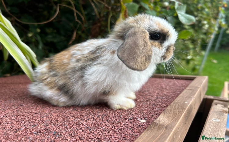 Mini Lop rabbits - Advert 4