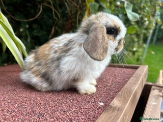 Mini Lop rabbits - Advert 11