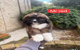 Saint Bernard dogs for sale: Outstanding Mini Saint Bernadoodle Puppies - Image 18