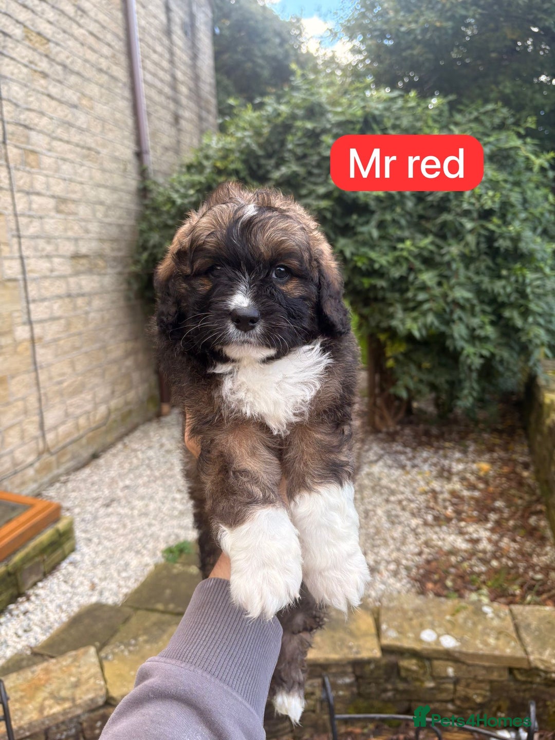 Saint Bernard dogs for sale: Outstanding Mini Saint Bernadoodle Puppies - Image 18