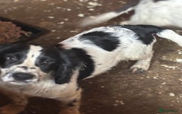 Sprocker dogs for sale: Dogs  - Image 5