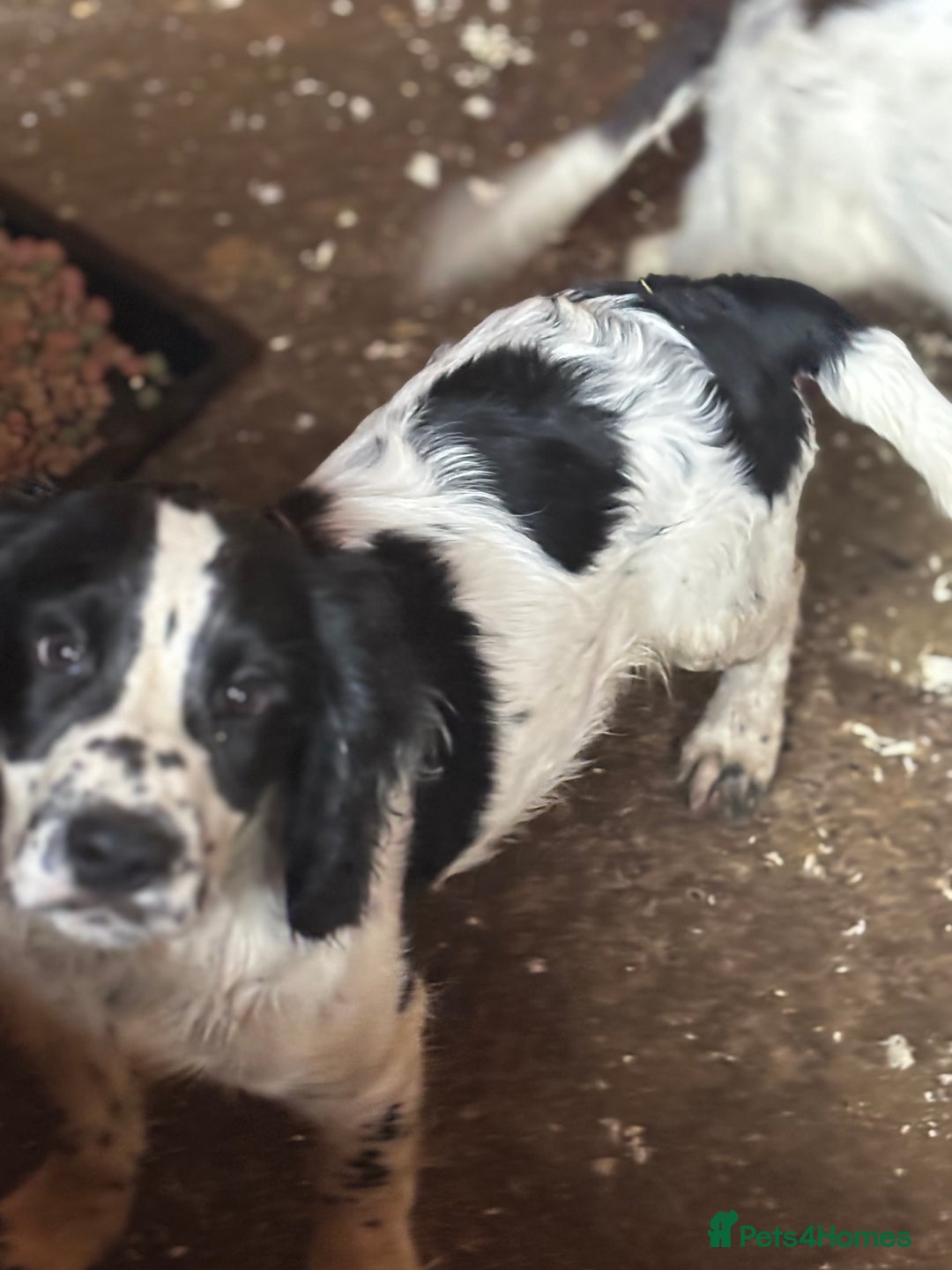 Sprocker dogs for sale: Dogs  - Image 5