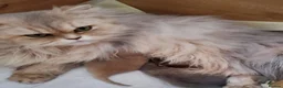 British Shorthair cats for sale: 💖 3 Stunning Golden Kittens 💖  in Bruton - Advert 13
