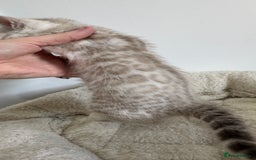 Bengal cats for sale: 😻OUTSTANDING SHOW BENGALS. SHOW WINNING PARENTS🏆 - Image 5