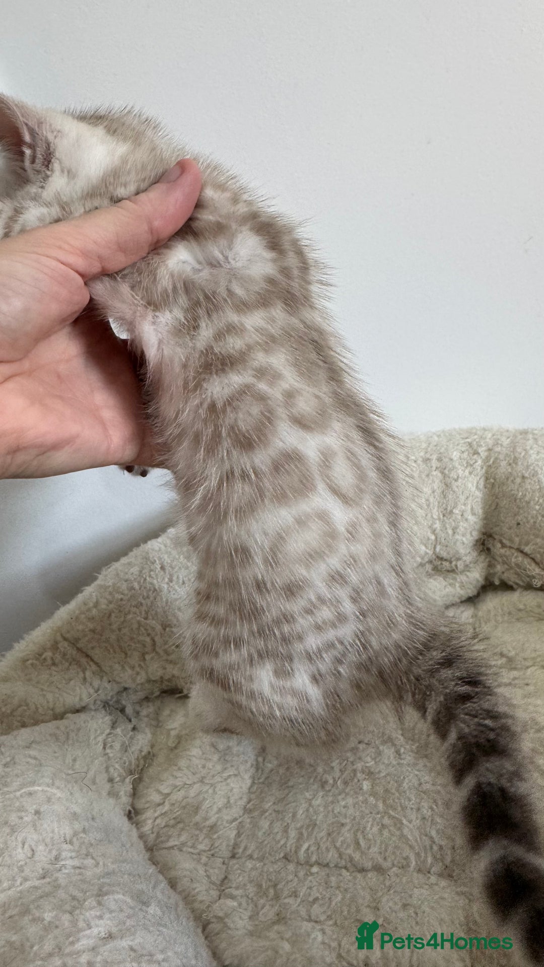 Bengal cats for sale: 😻OUTSTANDING SHOW BENGALS. SHOW WINNING PARENTS🏆 - Image 5