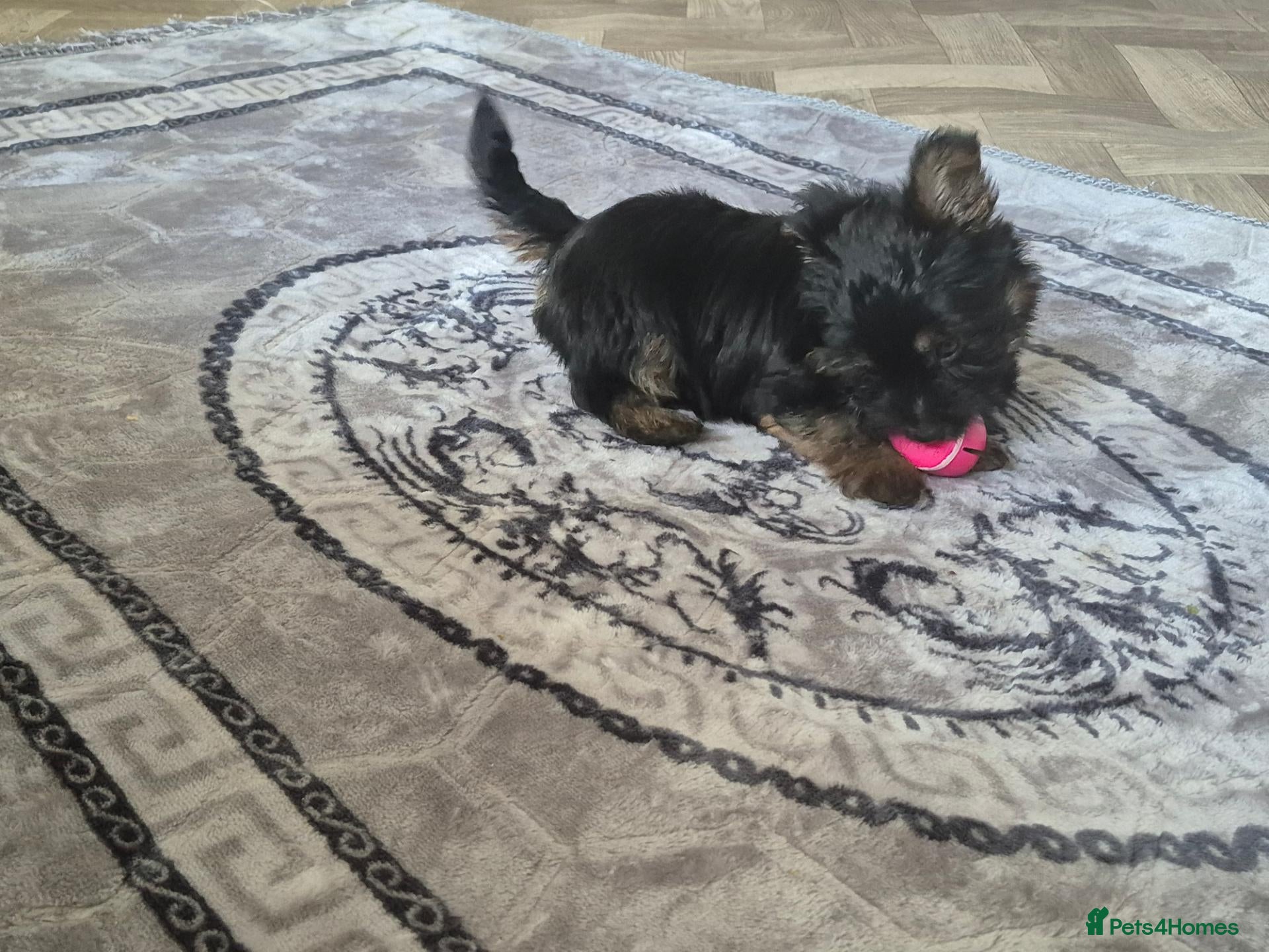 Yorkshire Terrier dogs for sale: READY NOW Beautiful Miniture Yorkshire Terrier   - Advert 14