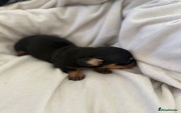 Dachshund dogs for sale: Litter of standard Dachshund  - Image 23
