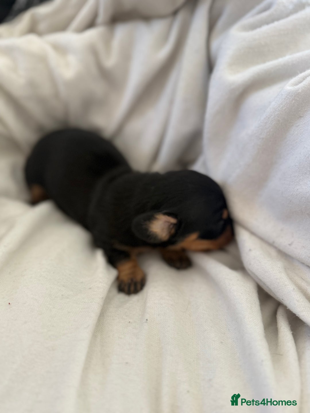 Dachshund dogs for sale: Litter of standard Dachshund  - Image 23