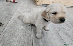 Golden Retriever dogs for sale: Golden retriever puppies - Image 11