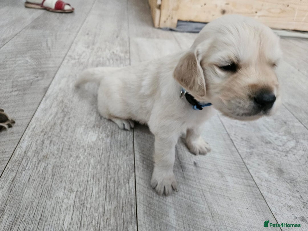 Golden Retriever dogs for sale: Golden retriever puppies - Image 11