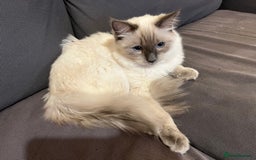 Ragdoll cats for sale: Pure blue point boy Ragdoll 7months sale london - Image 2