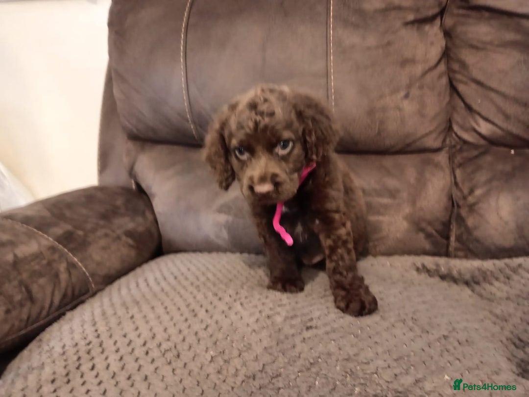 Cocker Spaniel dogs for sale: Cocker spaniel puppies  - Image 17