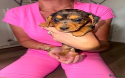 Mixed Breed dogs for sale: Jack Russel/miniature Datchound - Image 11